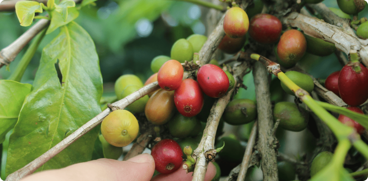 Contribution Image 1